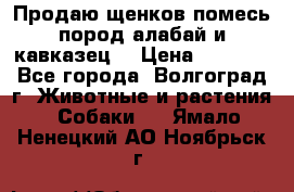 Продаю щенков помесь пород алабай и кавказец. › Цена ­ 1 500 - Все города, Волгоград г. Животные и растения » Собаки   . Ямало-Ненецкий АО,Ноябрьск г.